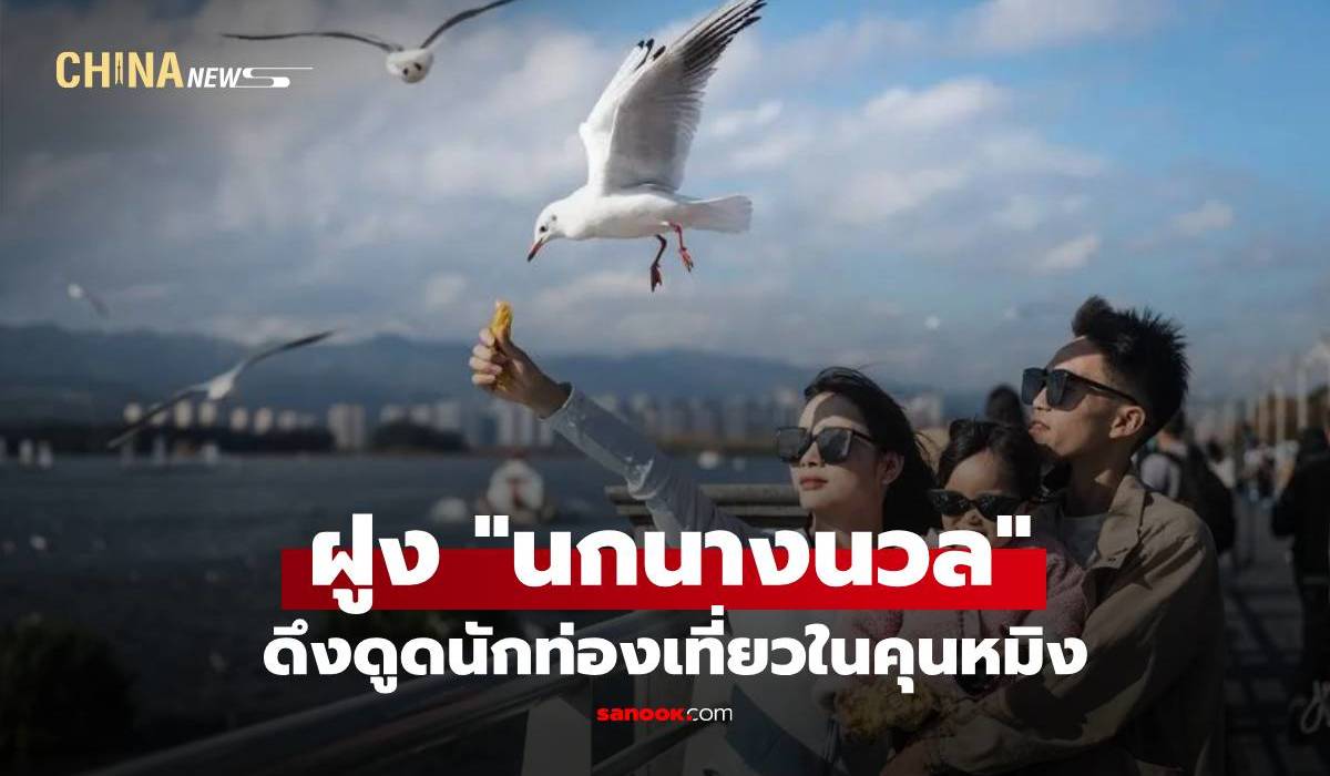 ฝูง "นกนางนวล" อพยพสัมผัสไออุ่น ดึงดูดนักท่องเที่ยวในคุนหมิง