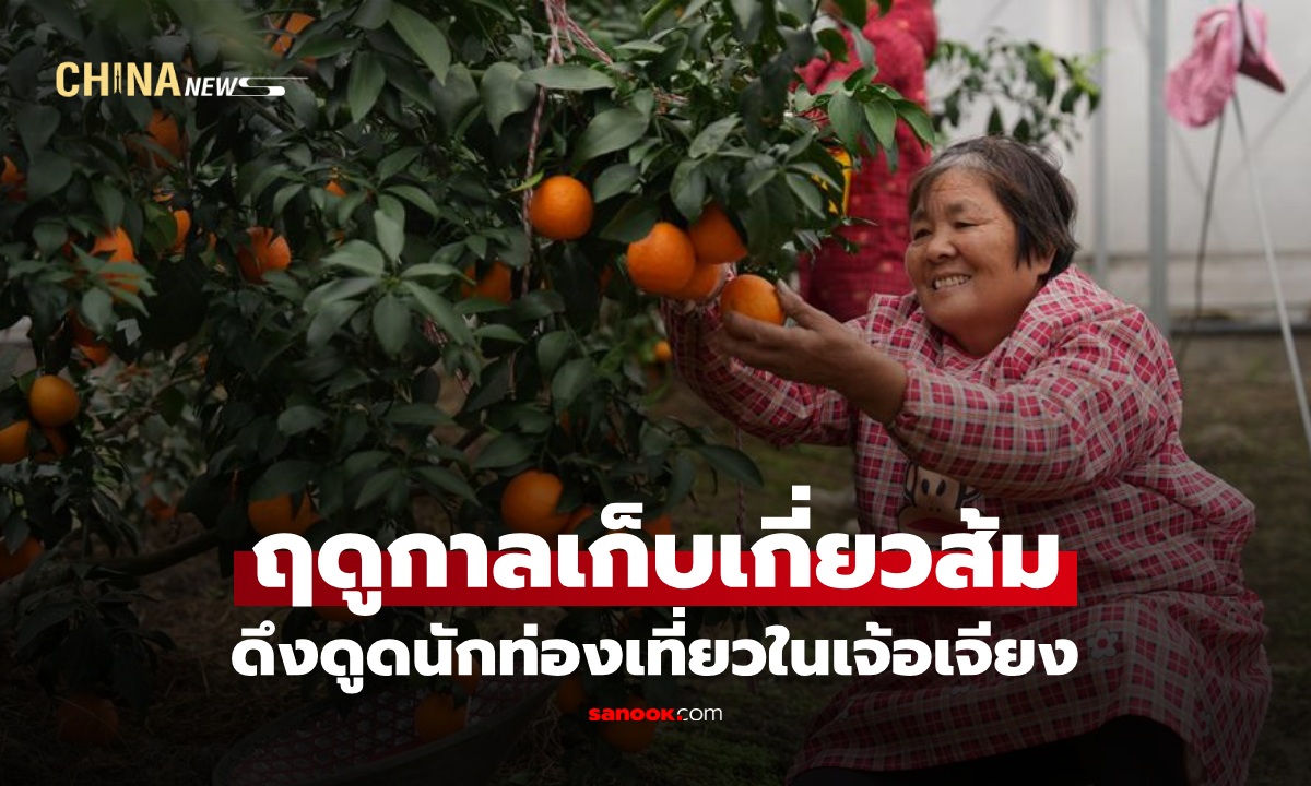 ฤดูเก็บเกี่ยว "ส้ม" ดึงดูดนักท่องเที่ยวในเจ้อเจียง