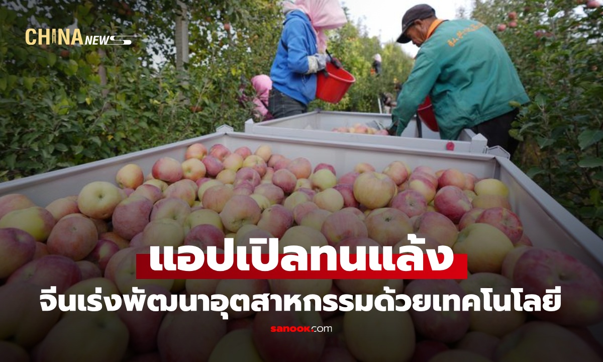 จีนเร่งพัฒนาอุตสาหกรรม “แอปเปิลทนแล้ง” ด้วยเทคโนโลยีใหม่ๆ