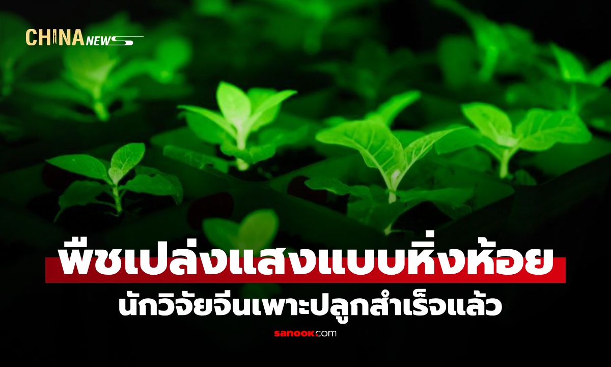 นักวิจัยจีนเพาะปลูก "พืชเปล่งแสง" แบบหิ่งห้อย ได้สำเร็จแล้ว