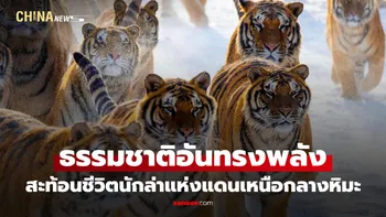 ภาพหาชมยาก! "ฝูงเสือโคร่งไซบีเรีย" ไล่แย่งอาหารในมณฑลเฮยหลงเจียง