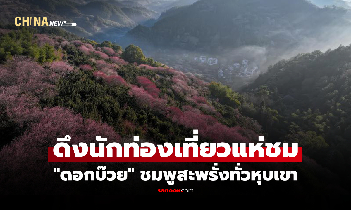 งดงามราวภาพวาด "ดอกบ๊วย" เบ่งบานแต้มสีสันกลางหุบเขาในมณฑลอันฮุย