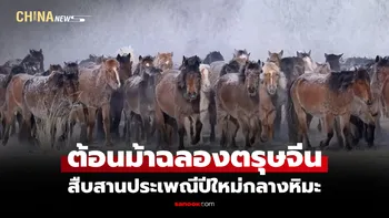 สีสันชนเผ่า "กิจกรรมคล้องม้าพันธุ์ดี" ฉลองตรุษจีนกลางหิมะในมองโกเลีย