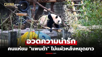 นักท่องเที่ยวคึกคักแห่ชม "แพนด้ายักษ์" ที่สวนสัตว์ฉงชิ่ง หลังตรุษจีน