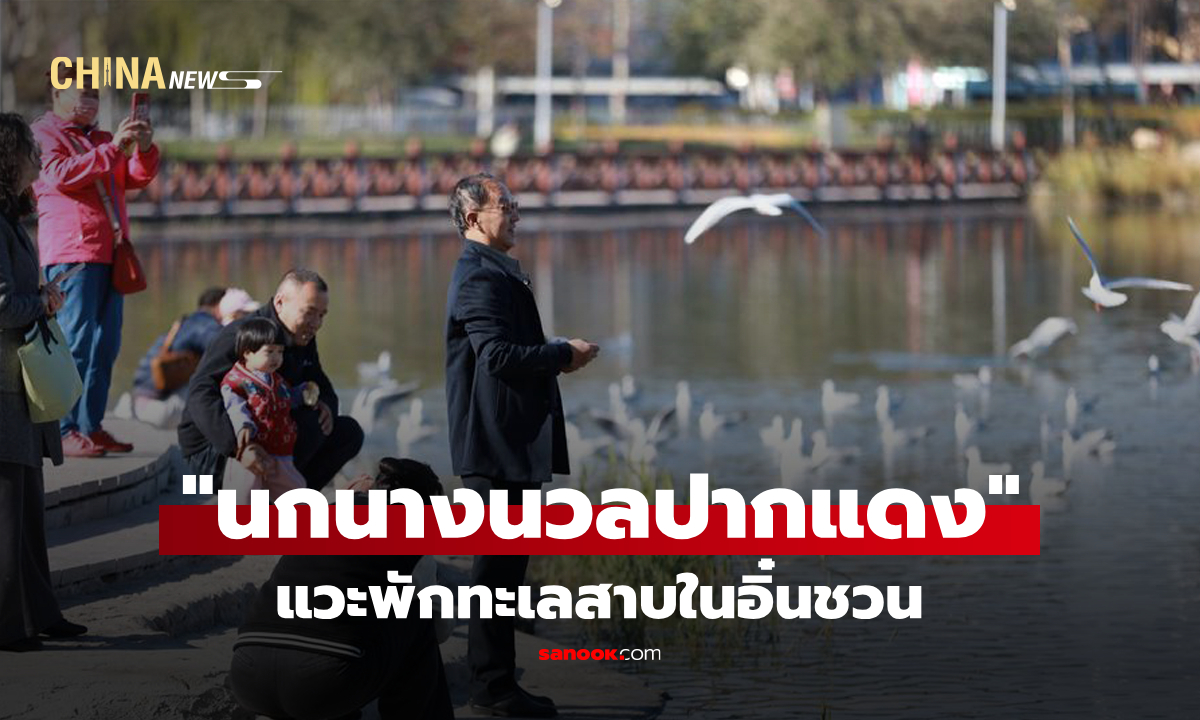 ฝูง "นกนางนวลปากแดง" แวะพักทะเลสาบในอิ๋นชวน