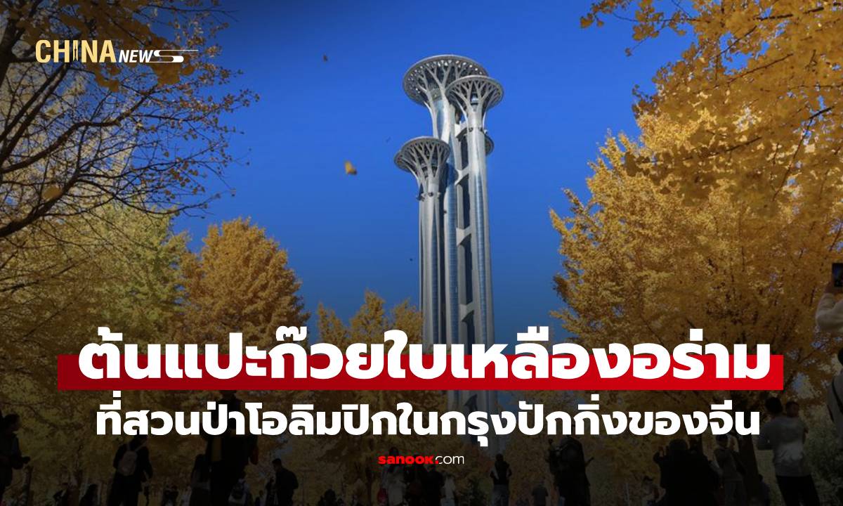 แปะก๊วยเหลืองอร่ามแต่งแต้ม ‘สวนป่าโอลิมปิก’ ในปักกิ่ง