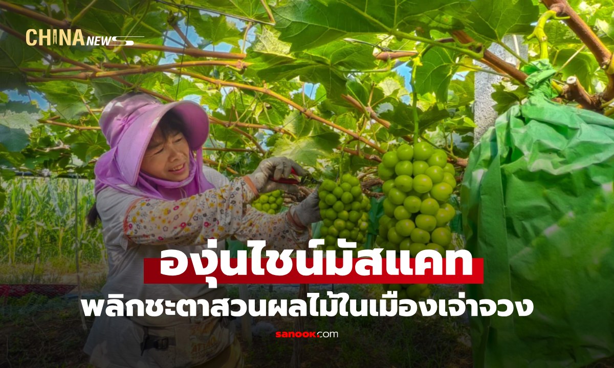 "องุ่นไชน์มัสแคท" พลิกชะตาสวนผลไม้ในเมืองเจ่าจวงของจีน