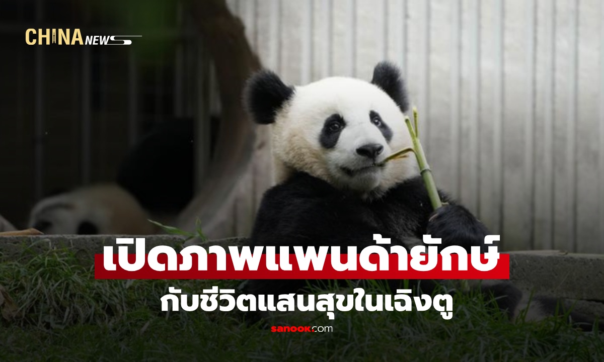 ฉากชีวิตแสนสุขของ "แพนด้ายักษ์" ในเฉิงตู น่ารักใจละลายทุกภาพ