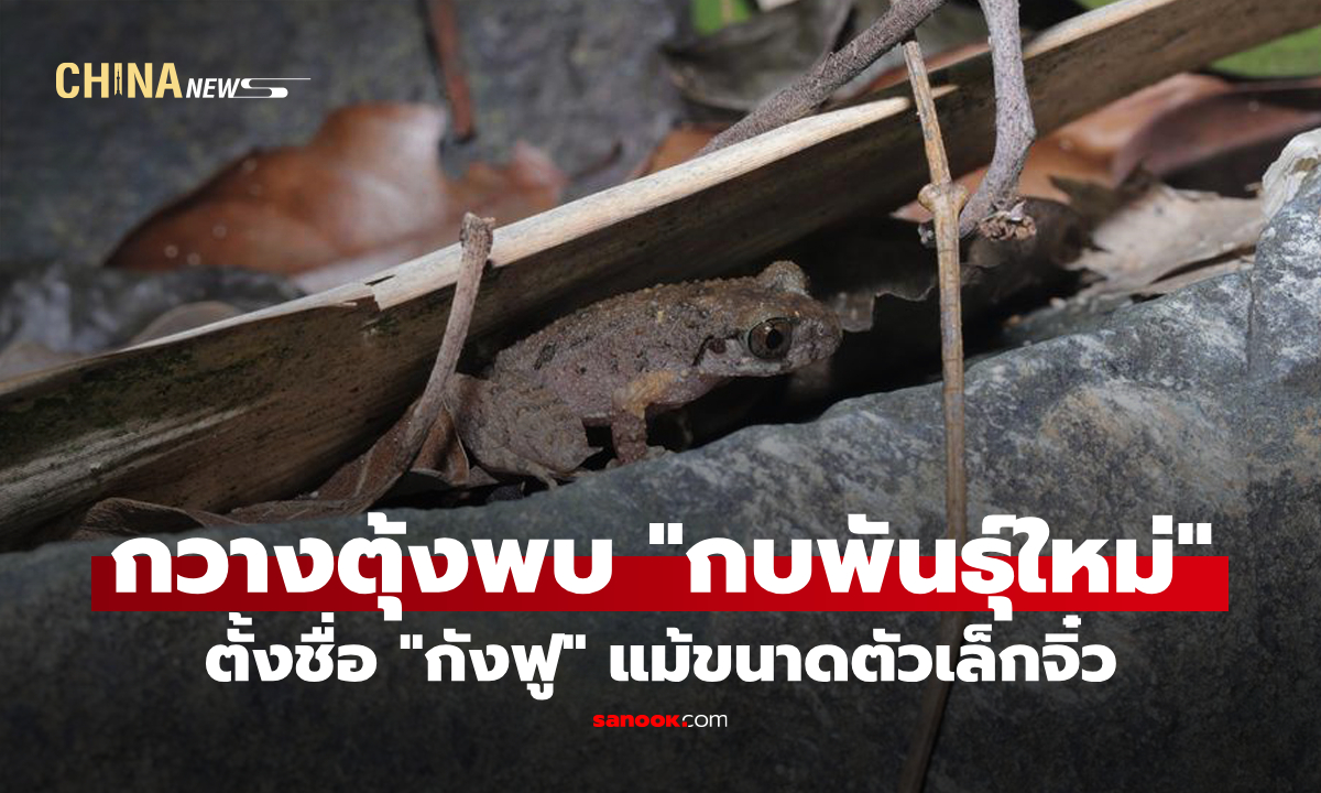 กวางตุ้งพบ "กบพันธุ์ใหม่" ตั้งชื่อ "กังฟู" แม้ตัวเล็กจิ๋ว