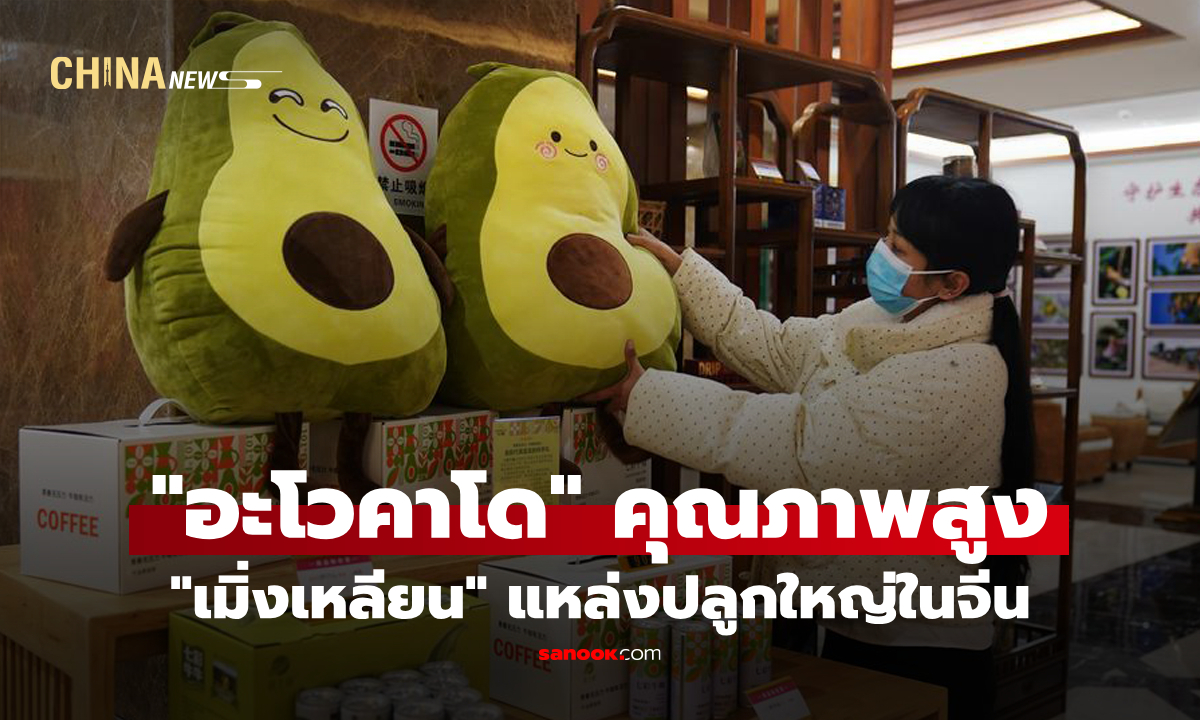 เมิ่งเหลียนผลิต "อะโวคาโด" คุณภาพสูง แหล่งปลูกใหญ่ในจีน