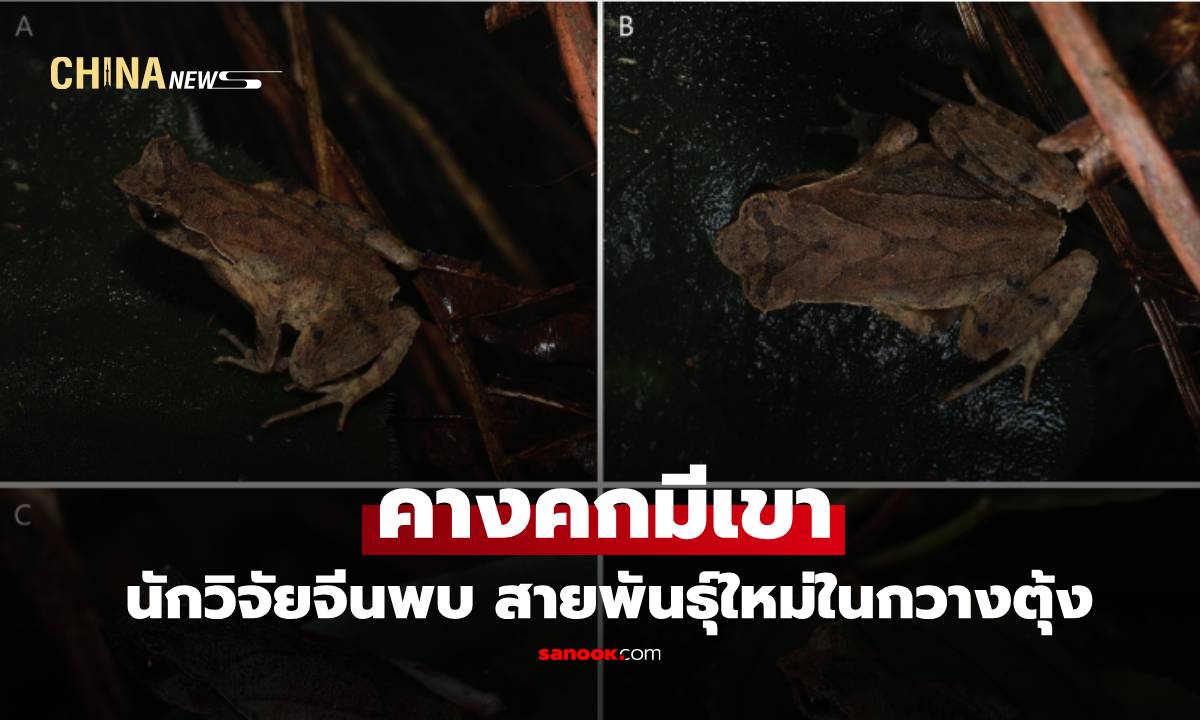 นักวิจัยจีนพบ ‘คางคกมีเขา’ สายพันธุ์ใหม่ในกวางตุ้ง