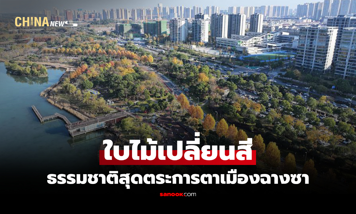 สัมผัสธรรมชาติ "ต้นสนเปลี่ยนสี" เที่ยวชมธรรมชาติพื้นที่ชุ่มน้ำในฉางซา