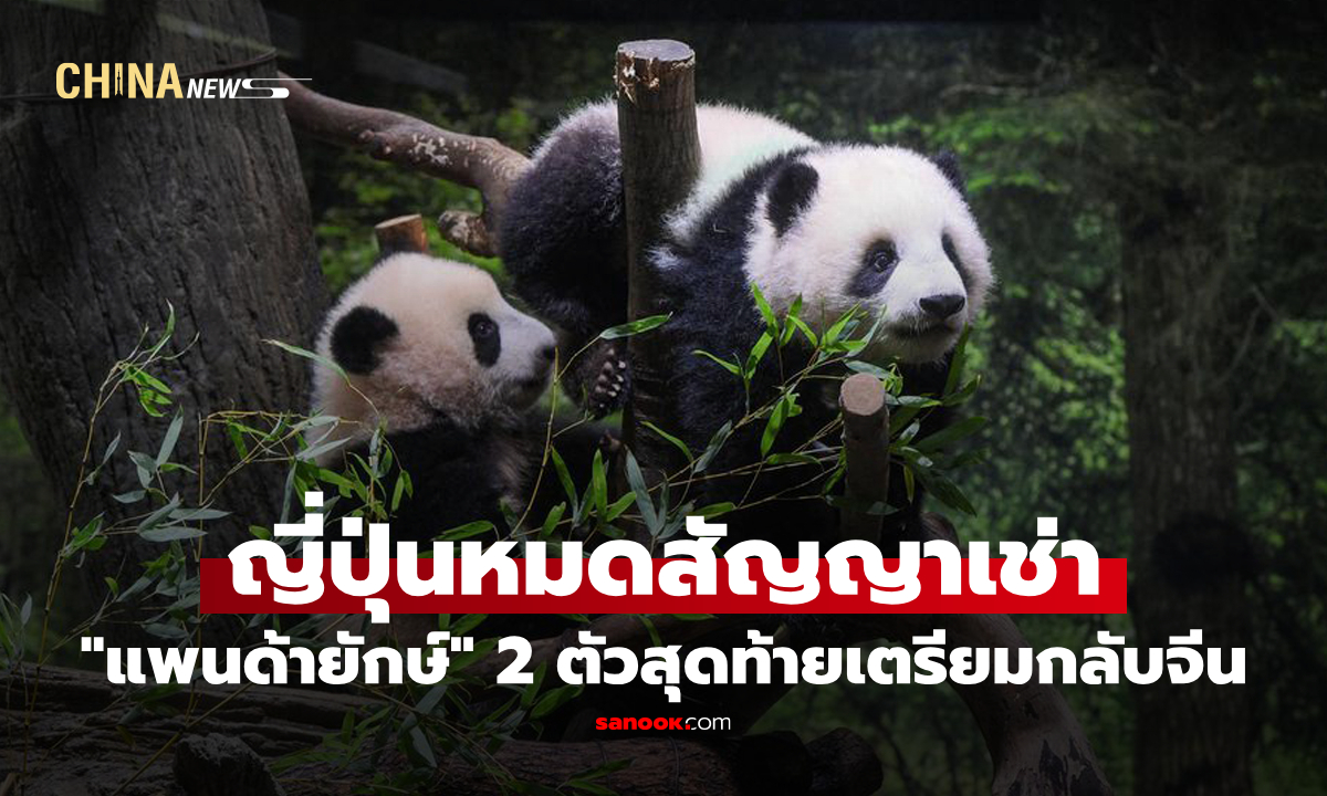 ญี่ปุ่นเตรียมส่ง "แพนด้ายักษ์" สองตัวสุดท้ายกลับจีน ม.ค. 2026