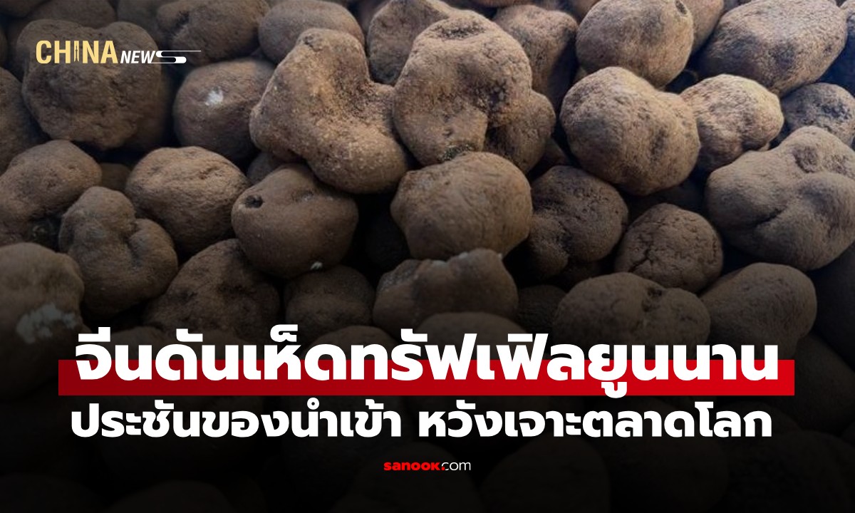 จีนดัน "เห็ดทรัฟเฟิลยูนนาน" สู่เวทีโลก! จากของป่าสู่ทองคำดำ สร้างรายได้งาม