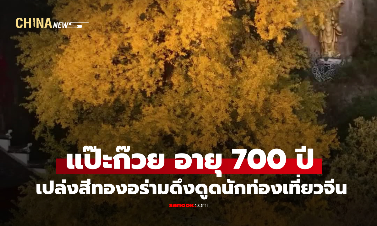 ‘แปะก๊วย’ เก่าแก่ 700 ปี เปล่งสีทองอร่ามเคียงวัดริมผา