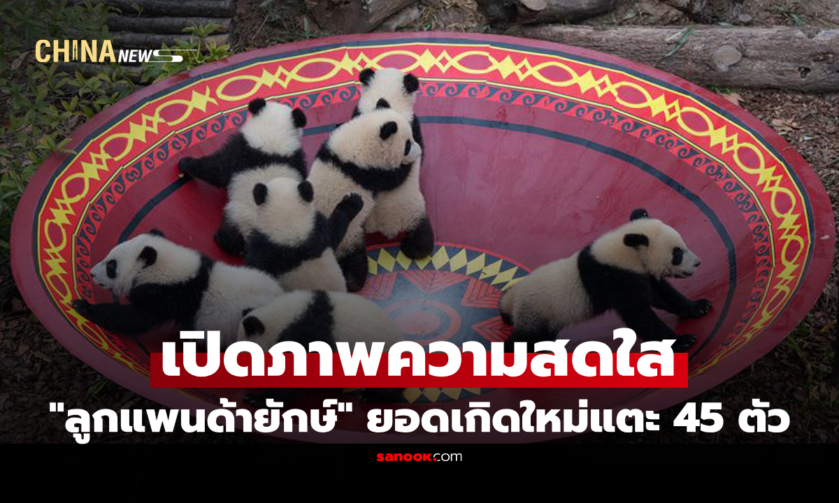 น่ารักเกินต้าน "ลูกแพนด้า" โชว์ตัวต้อนรับเทศกาลตรุษจีนเมืองเฉิงตู 