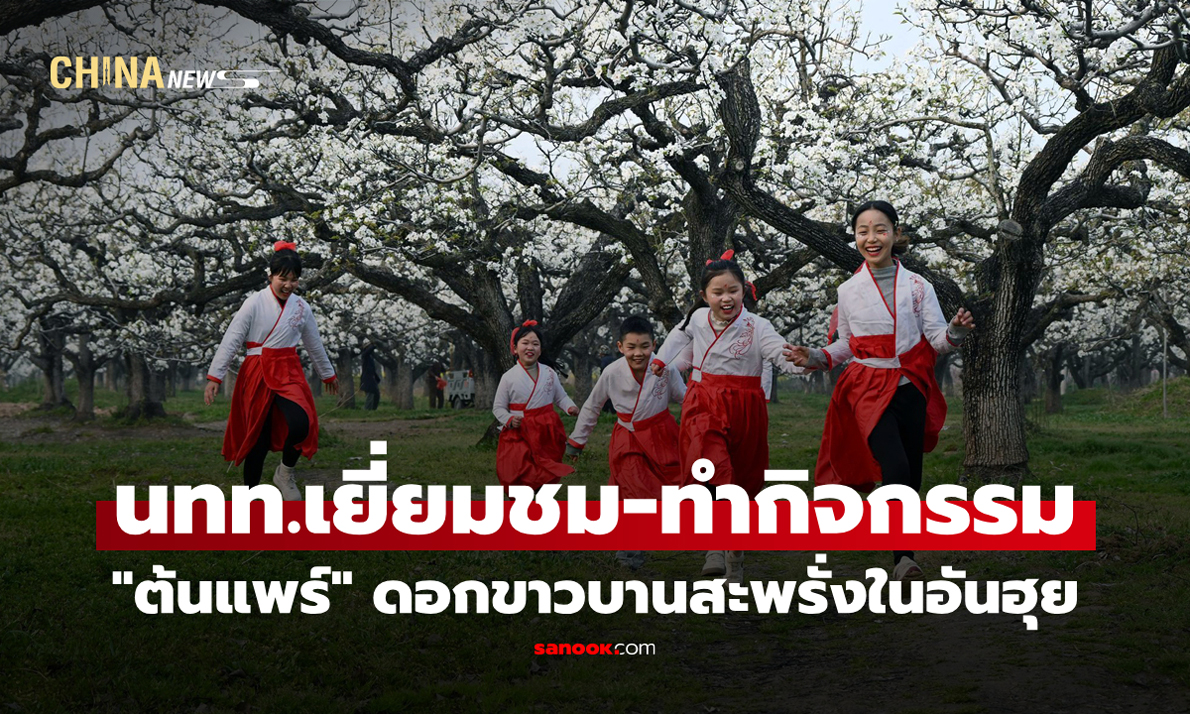 นทท.เยี่ยมชม-ทำกิจกรรมใต้ "ต้นแพร์" ดอกขาวบานสะพรั่งรับวสันต์ในอันฮุย