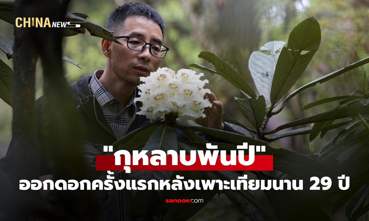 "กุหลาบพันปี" สายพันธุ์ภูเขาสูง ออกดอกครั้งแรกในเฉิงตู หลังเพาะเทียมนาน 29 ปี