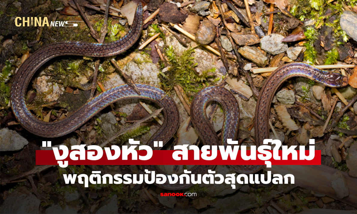 จีนค้นพบ "งูสองหัว" สายพันธุ์ใหม่ พฤติกรรมป้องกันตัวสุดแปลก