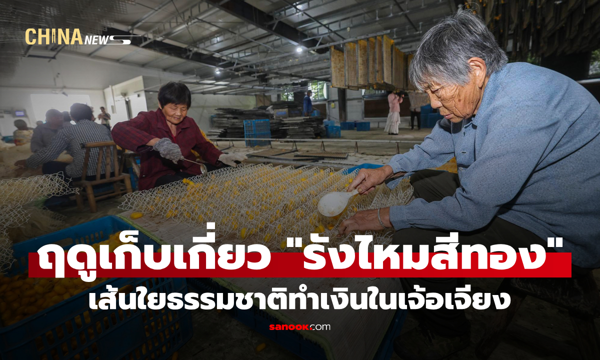 ฤดูเก็บเกี่ยว "รังไหมสีทอง" เส้นใยธรรมชาติทำเงินในเจ้อเจียง