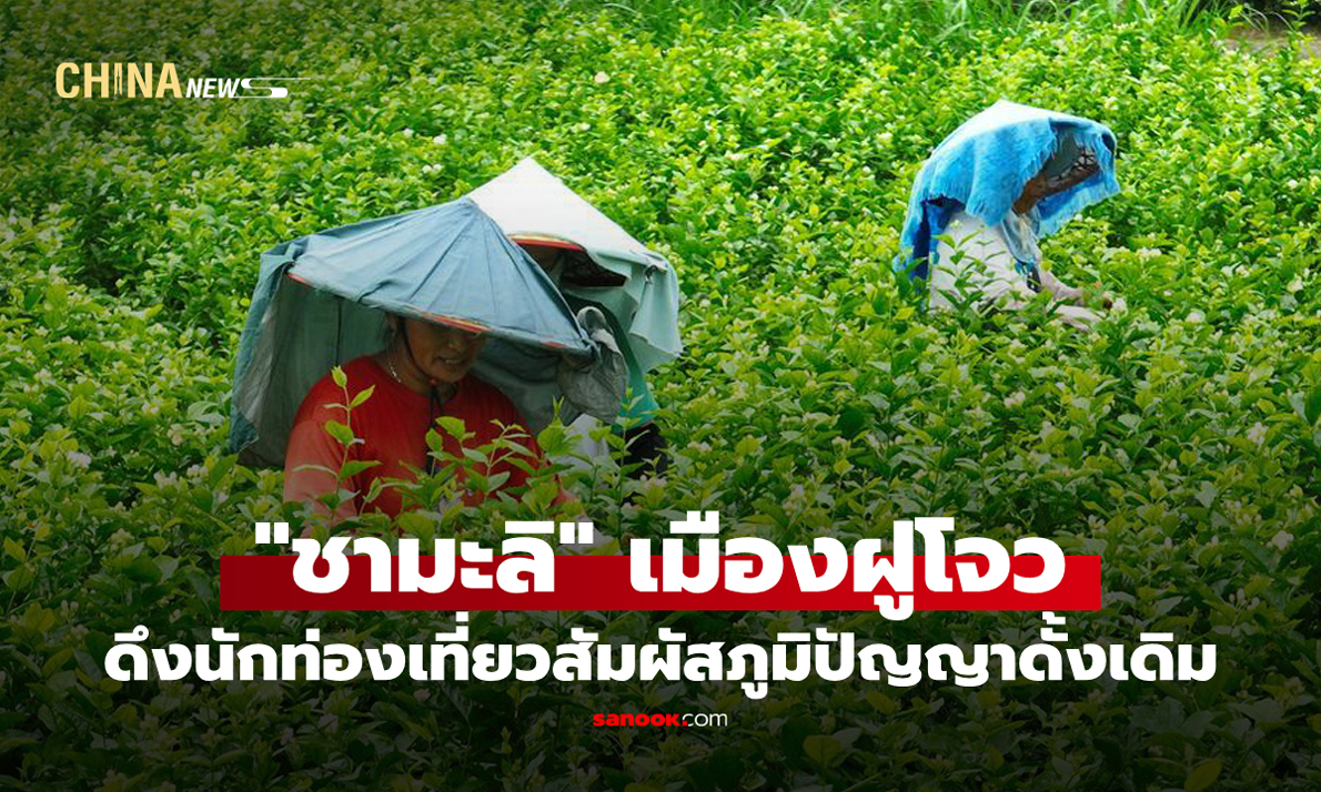 อุตสาหกรรม "ชามะลิ" เมืองฝูโจว ดึงนักท่องเที่ยวสัมผัสภูมิปัญญาดั้งเดิม