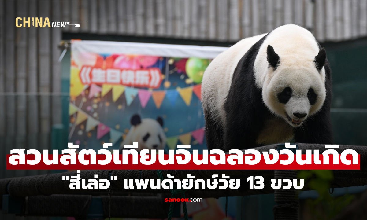สวนสัตว์เทียนจินฉลองวันเกิด "สี่เล่อ" แพนด้ายักษ์วัย 13 ขวบ