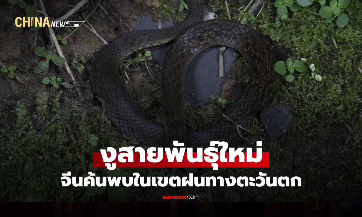 นักวิทยาศาสตร์จีนค้นพบ "งูภูเขาจีนตะวันตก" สายพันธุ์ใหม่ในรอบเกือบ 10 ปี