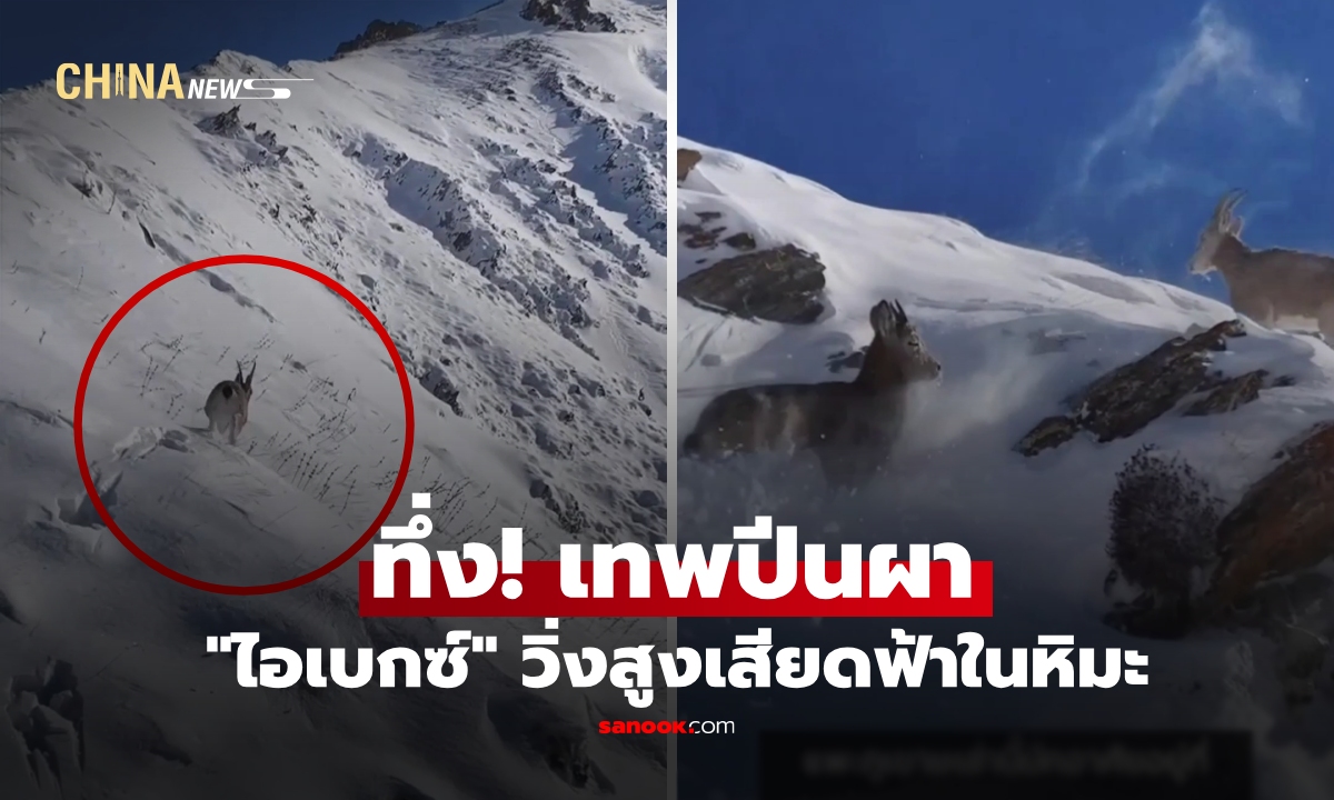 เหลือเชื่อ! ภาพหาดูยาก "ราชาแห่งหิมะผืนผ้า" กระโดดข้ามผาซินเจียง สู่ยอดสูงเสียดฟ้า 6,000 เมตร